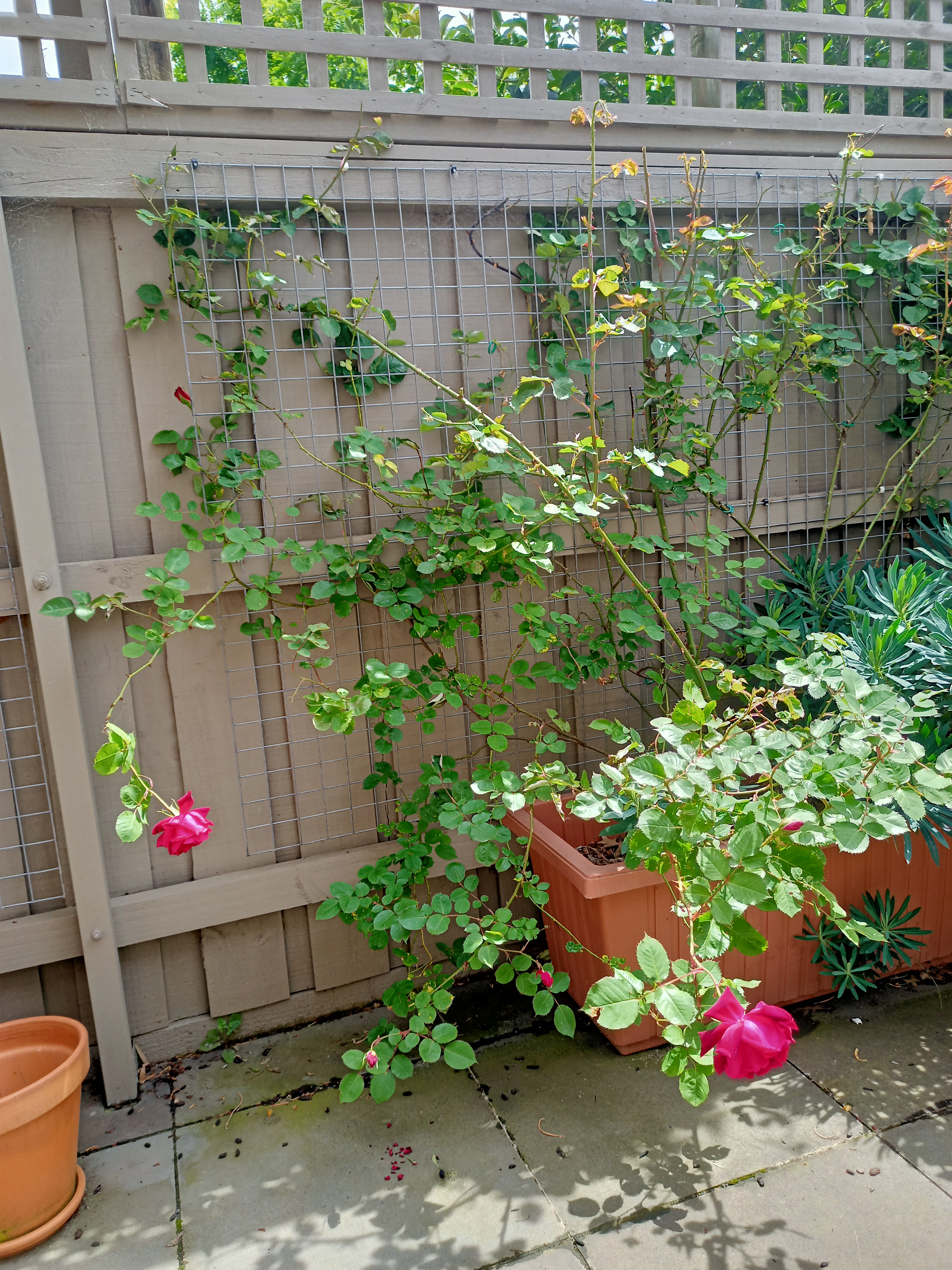 The Rose Bushes in Full leaf